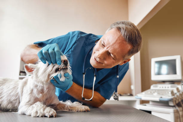 Best Emergency Denture Repair in Hlside, IL